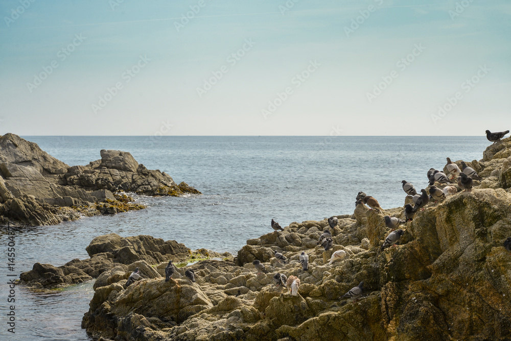 birds on rock by the sea