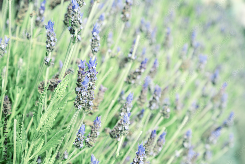 Fototapeta premium Purple lavender flowers