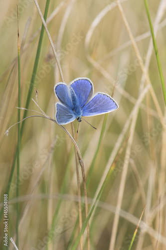 A male Common Blue butterfly basking among long grass.