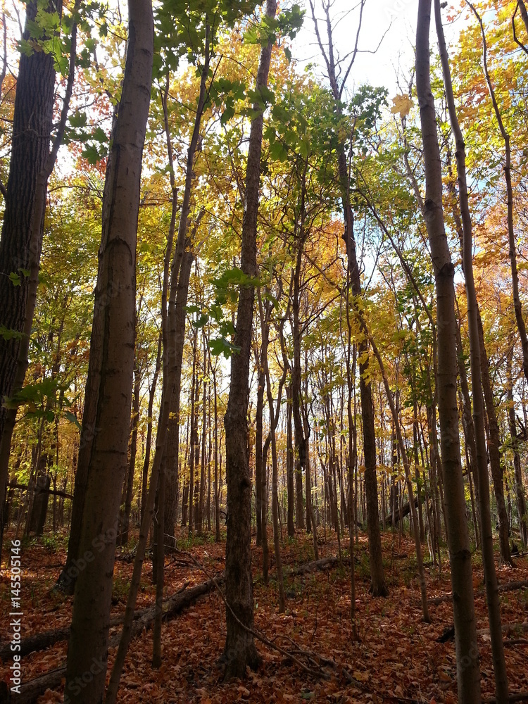 Obraz premium Paysages