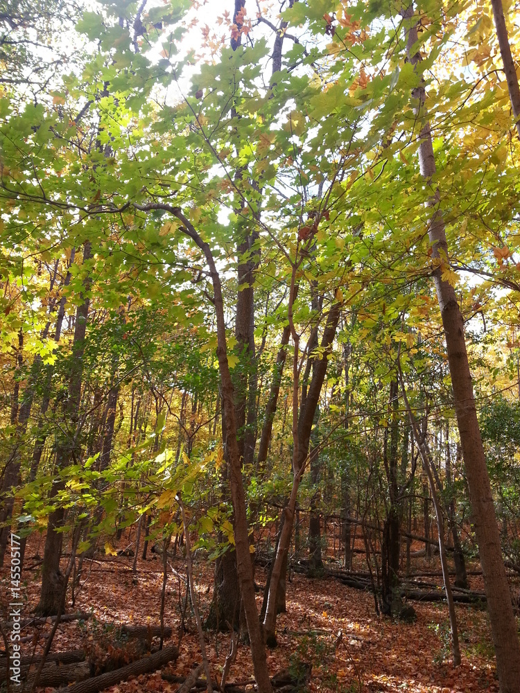 Obraz premium Paysages