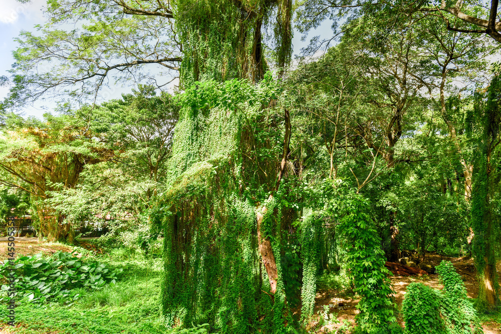 Fototapeta premium Almendares Park - Havana, Cuba