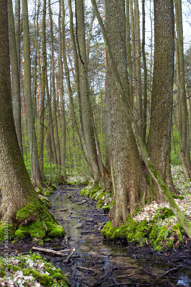Fototapeta premium leśny strumyk, wiosna w lesie