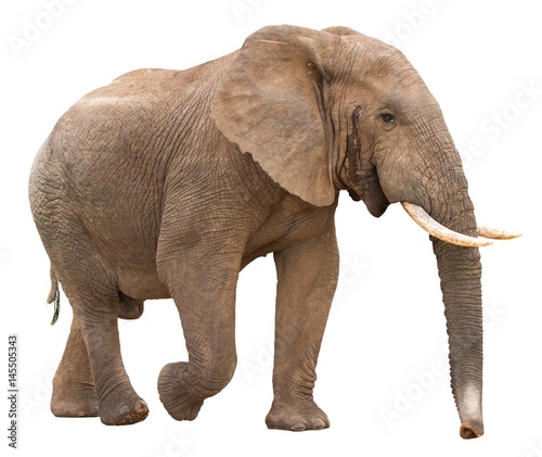 African Elephant Isolated