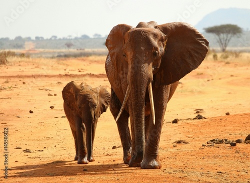 Elefant mit Jungen