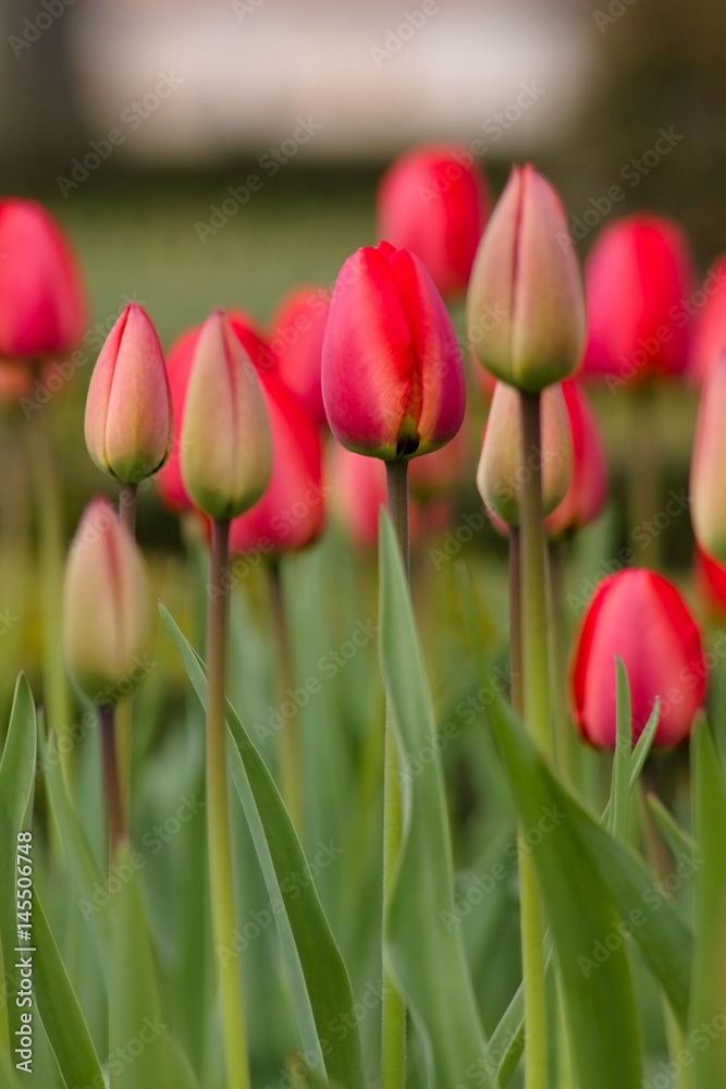 Red color tulip