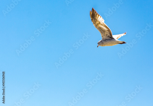 Seagull Flies Over The Beach