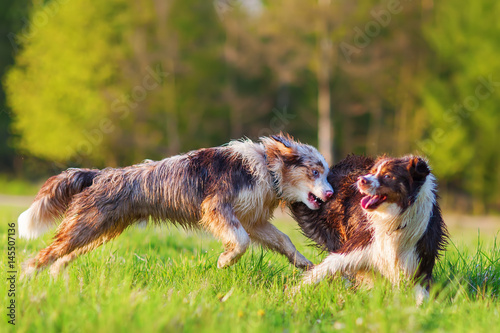 Quadro su tela two Australian Shepherd dogs fighting
