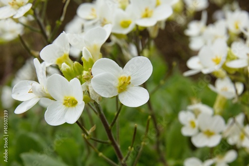 Apple blossom