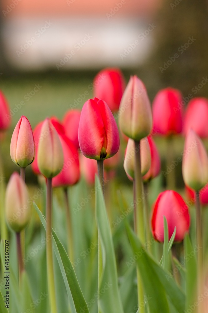 Fototapeta premium Red tulip