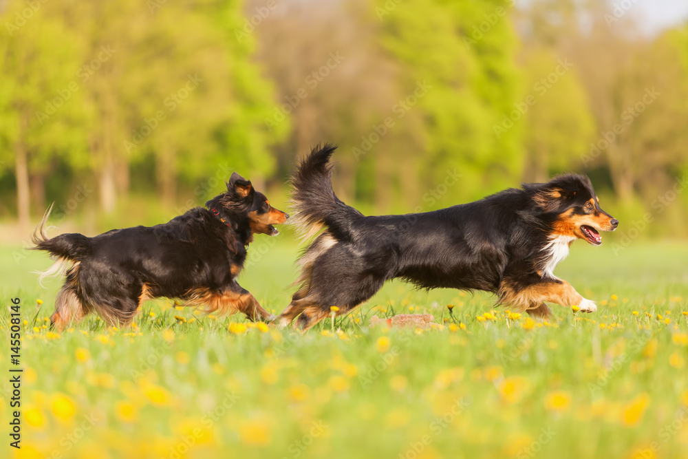 two Australian Shepherd dogs running on the meadow