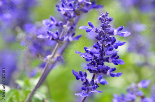 Blooming blue bugleweeds Ajuga