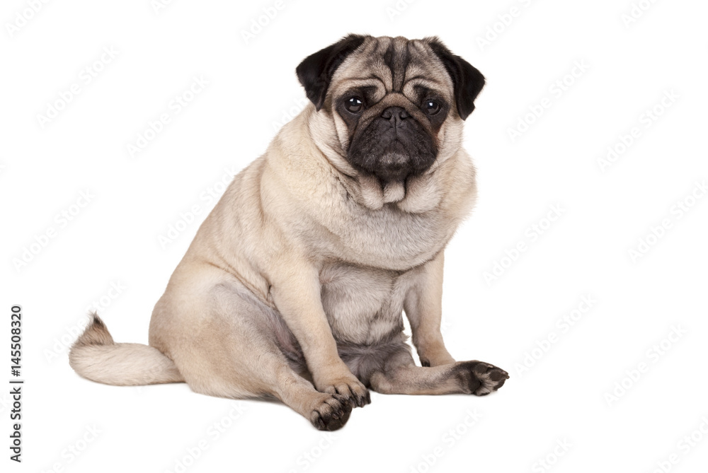 lovely cute pug puppy dog sitting down, isolated on white background