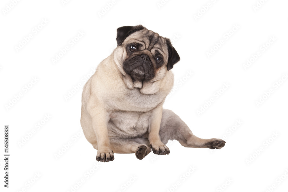 adorable cute pug puppy dog sitting down, isolated on white background
