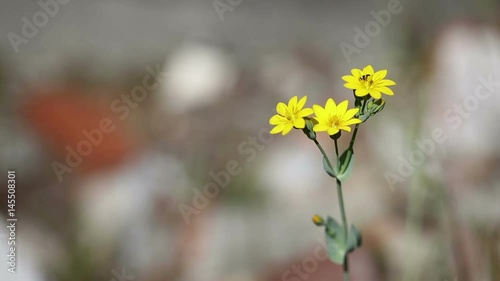 Blackstonia perfoliata (yellow-wort) wild flower in nature photo