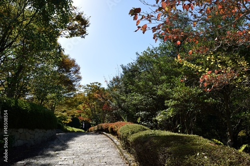 街路樹の散策道