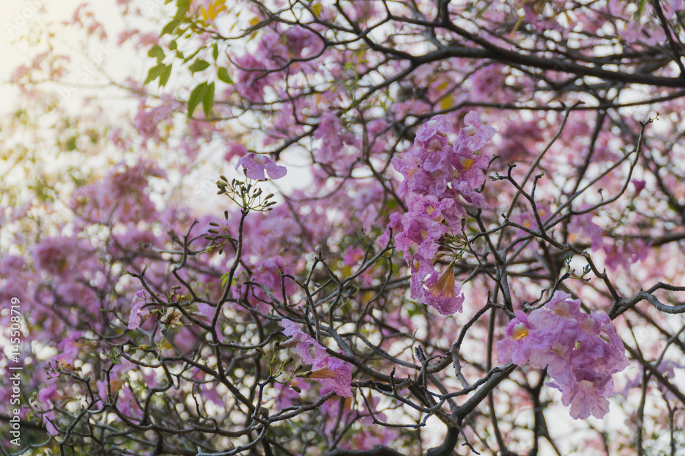 Pink trumpet tree,Tabebuia rosea on tree in morning Pink trumpet tree,Tabebuia rosea on tree in morning