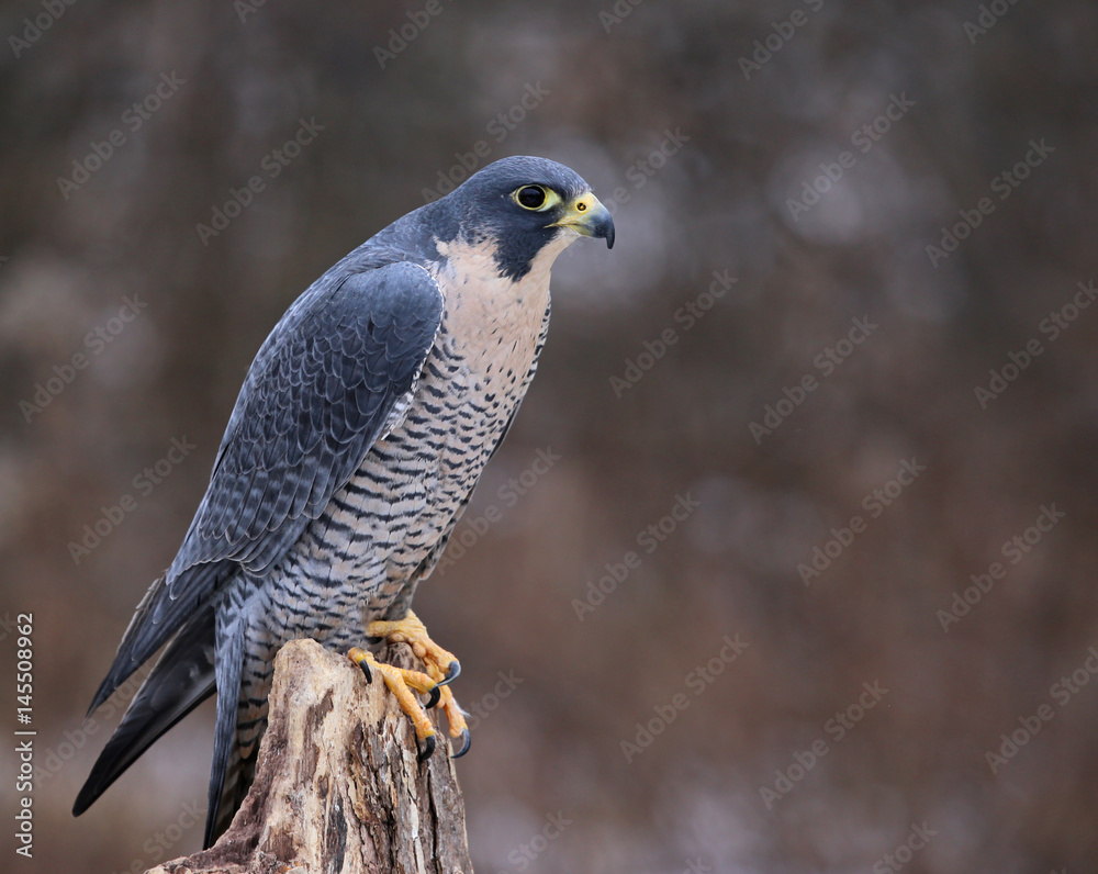 A Peregrine Falcon (Falco peregrinus) perched on a stump. These birds are the fastest animals in the world..