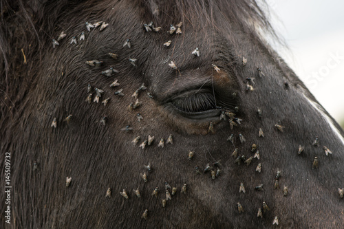 Horse with lots of flies on face and eye. Brown horse suffering swarm of insects about face and drinking from tear ducts photo