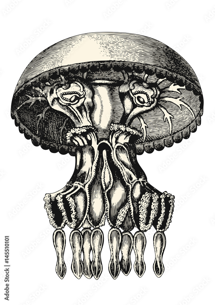 Naklejka premium vintage animal engraving / drawing: jellyfish or medusa - vector design element