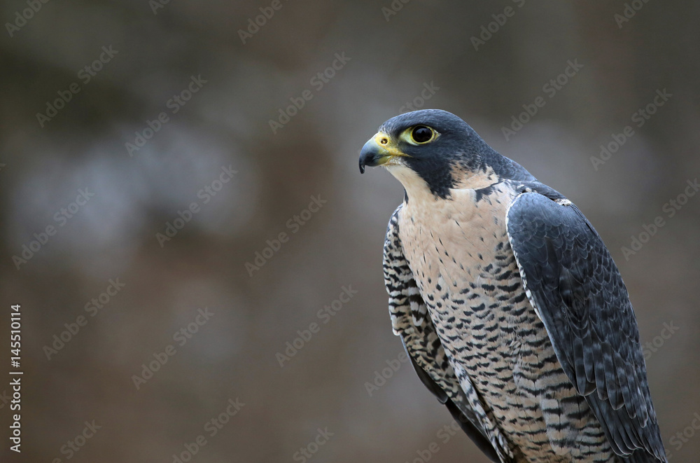 A Peregrine Falcon (Falco peregrinus) perched on a stump. These birds are the fastest animals in the world.. A Peregrine Falcon (Falco peregrinus) perched on a stump. These birds are the fastest animals in the world..