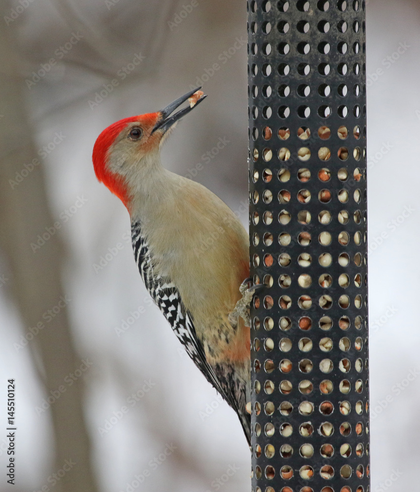 Φωτογραφία A Red-bellied Woodpecker (Melanerpes carolinus) sitting on a bird feeder