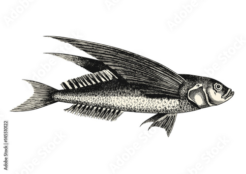 Valokuvatapetti vintage animal engraving / drawing: flying fish - vector design element