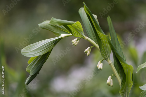 Solomon s seal  Polygonatum multiflorum  plant in flower. Plant in the family Asparagaceae  aka David s harp or ladder-to-heaven growing in British woodland