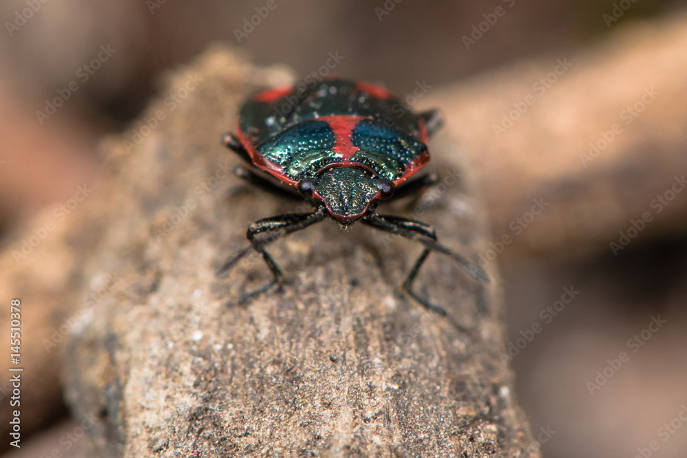 Brassica shieldbug (Eurydema oleracea). Red form of bug in family Pentatomidae, aka cabbage bug, viewed head on Brassica shieldbug (Eurydema oleracea). Red form of bug in family Pentatomidae, aka cabbage bug, viewed head on