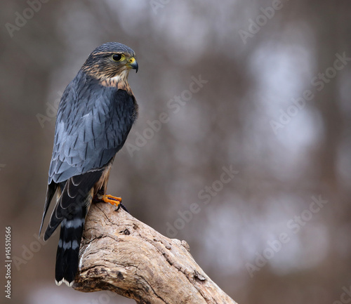 A profile shot of a Merlin (Falco columbarius) sitting on a branch..