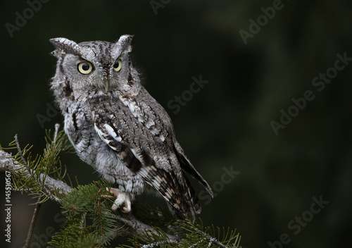 Photos A Gray Morph of an Eastern Screech Owl (Megascops asio) sitting on spruce tree branch