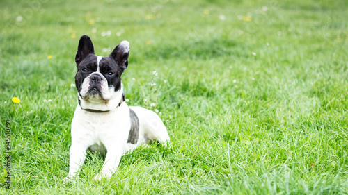 French Bulldog