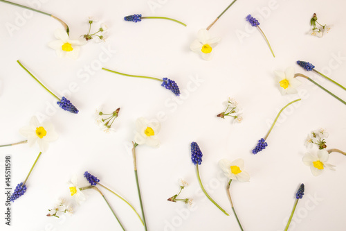 Cherry flowers, daffodils, murine hyacinths on white background.