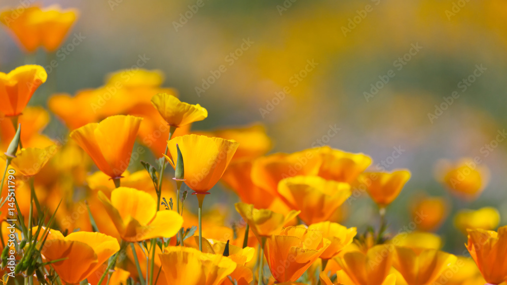 Naklejka premium California Golden Poppy w Diamond Valley Lake, CA.