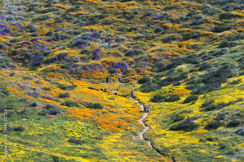 Flower Trail in Diamond Valley Lake, CA photo