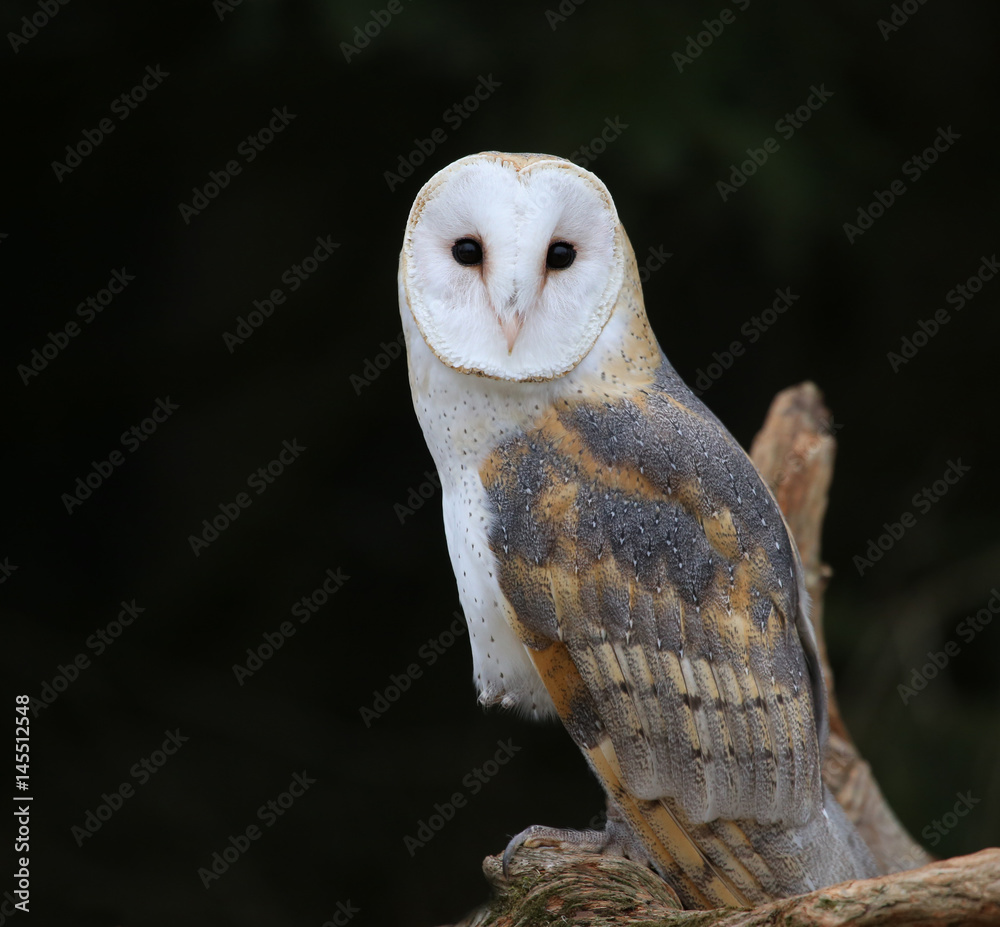 Fototapeta premium A close-up of the back of a Barn Owl (Tyto alba)..