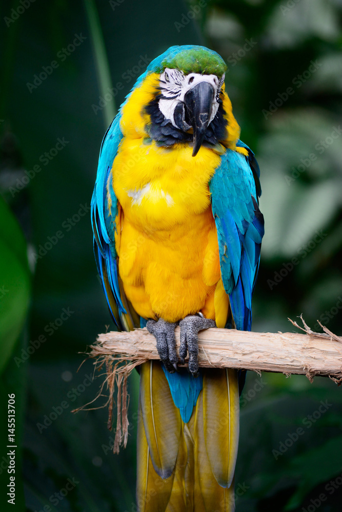 Pretty Macaw Pretty Macaw