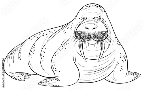 Doodle animal for walrus