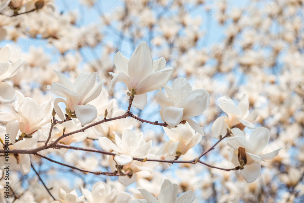 White magnolia blossom in april, branch over blue sky background, South Korea, Daejeon White magnolia blossom in april, branch over blue sky background, South Korea, Daejeon