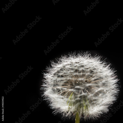 Dandelion On Black