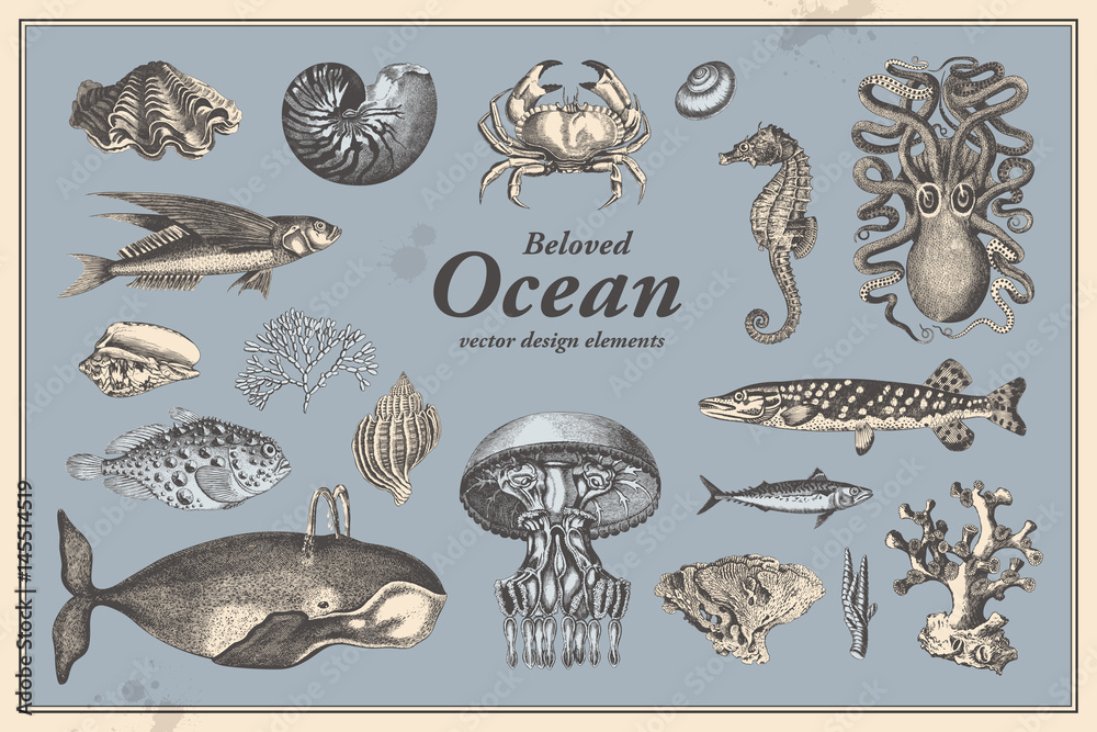 Naklejka premium retro graphic design elements: ocean fauna - collection of vintage drawings featuring fishes, shells and other mollusks a whale, an octopus, a seahorse, different corals and more