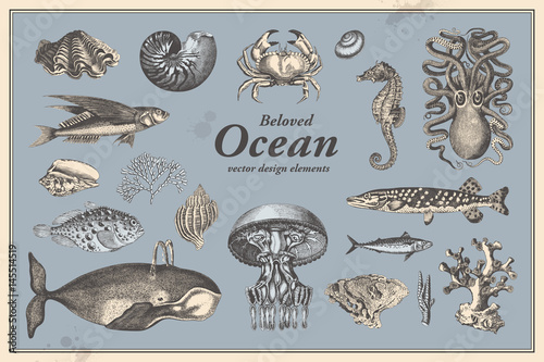 retro graphic design elements: ocean fauna - collection of vintage drawings featuring fishes, shells and other mollusks a whale, an octopus, a seahorse, different corals and more