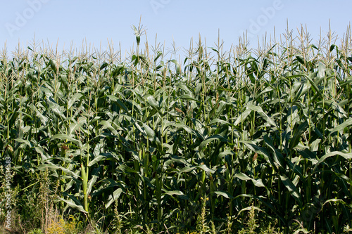 Close up of Corn Growing in a Field