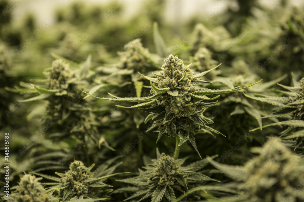 Φωτογραφία Large Cannabis Marijuana Bud Nug Flowering in Field of Grow Close Up Trichomes a