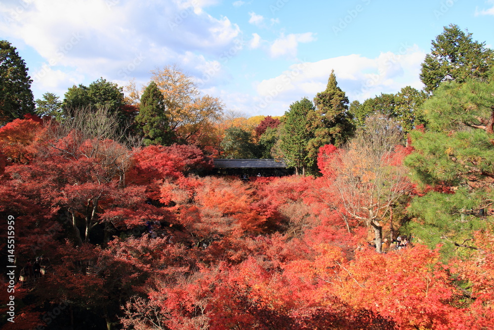 京都の紅葉