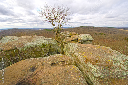 Lone Tree in the Rocks