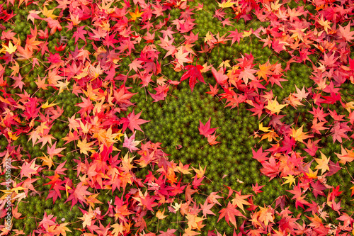 京都の紅葉の落ち葉