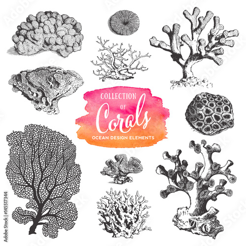 Valokuvatapetti summer, beach and ocean vector design elements: collection of sea coral drawings