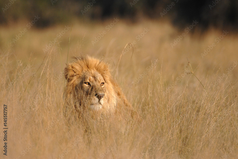 Obraz premium Male Lion hiding in long grass