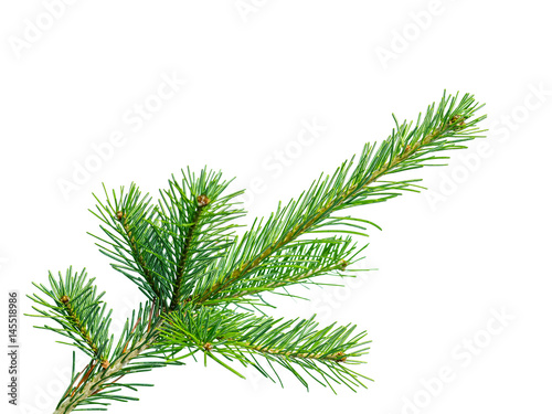 Fir or Spruce Branch Isolated on White